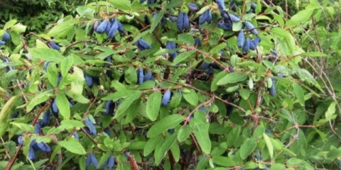 Sadnja orlovih noktiju u jesen: vodič korak po korak